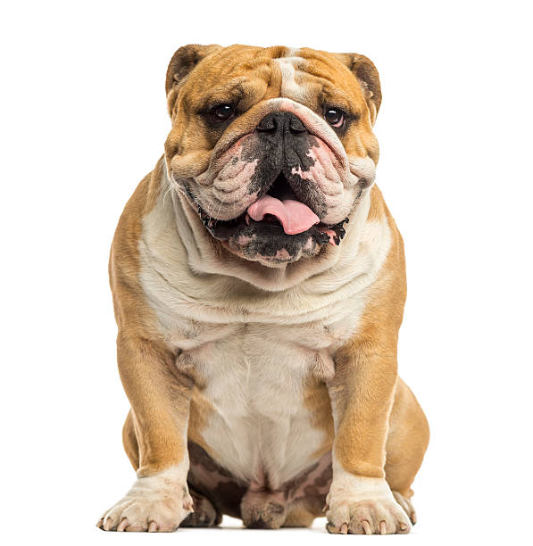 istock English Bulldog sitting, panting, isolated on white 187490492