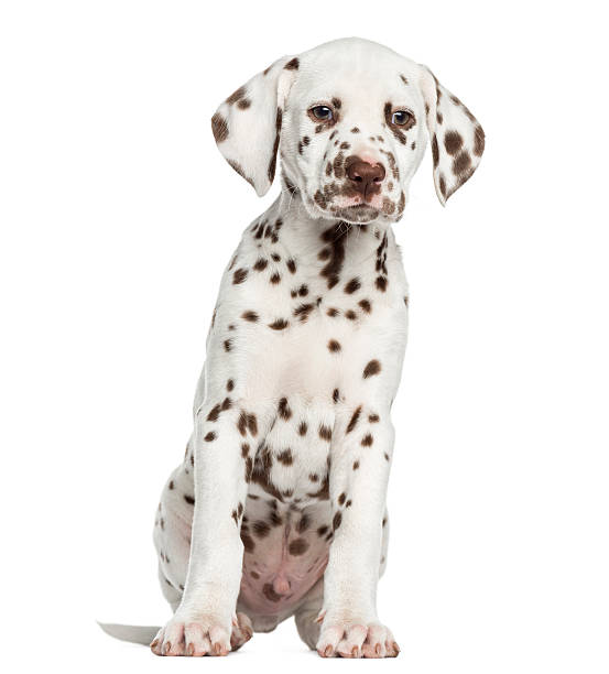 istock Front view of Dalmatian puppy sitting, isolated on white 187490679