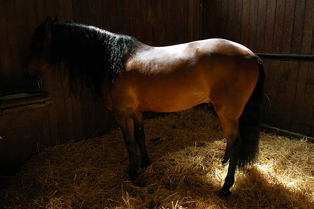 istock Horse in the box 187490894