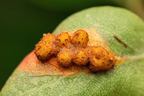 istock Galls of European pear rust (Gymnosporangium sabinae) on a pear leaf 1874909226