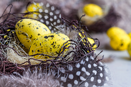 Holiday still life with decorative quail eggs in a brown nest among feathers. Easter decor with selective focus