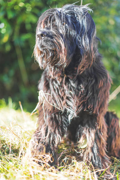 istock A black Bergamo shepherd with lots of fur 1874919107