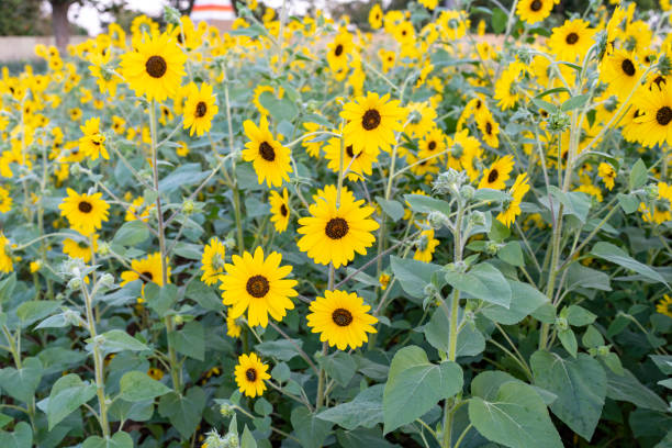 istock Sunflower in bloom at field. 1874921682