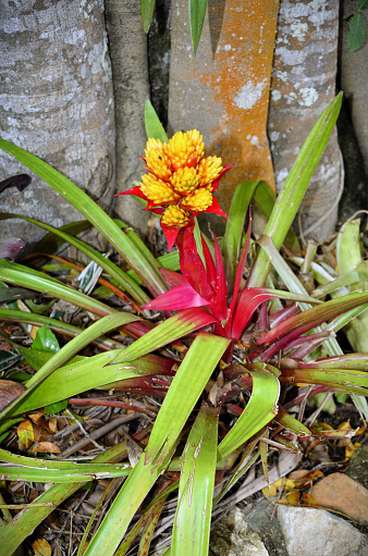 The exotic yellow Guzmania flower growing in the garden
