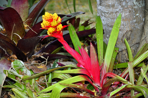 The exotic yellow Guzmania flower growing in the garden