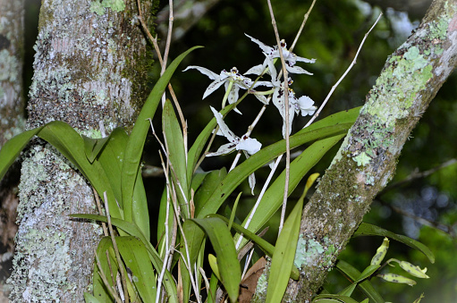 Brassia orchid leaves and flowers on tree trunk in countryside woodland