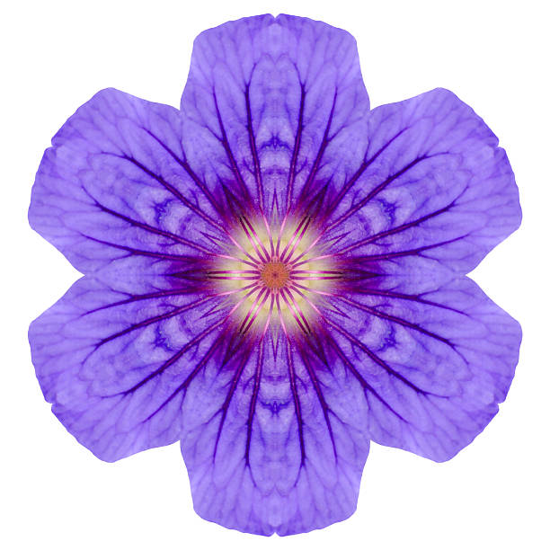 istock Purple Mandala Geranium Flower Isolated on White 187492903