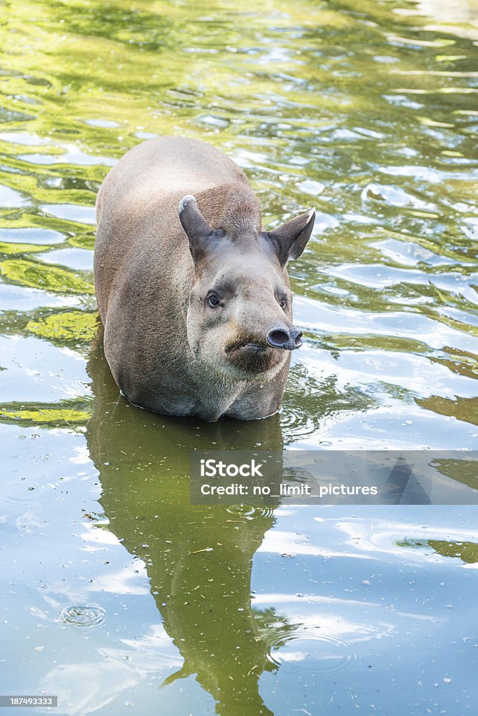 Тапир - Стоковые фото Brazilian Tapir роялти-фри