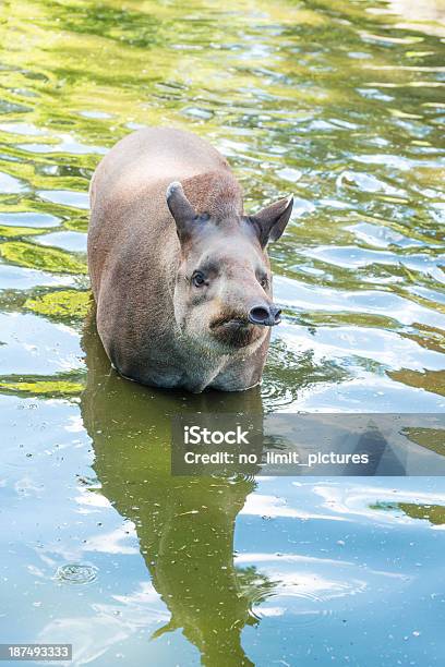 Тапир — стоковые фотографии и другие картинки Brazilian Tapir - Brazilian Tapir, Африка, Без людей