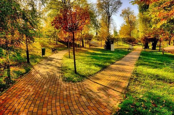 jesień pleasant dzień - oak tree tree grass hdr zdjęcia i obrazy z banku zdjęć