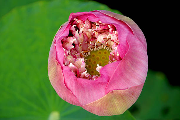 istock Beautiful lotus flower. 187493941