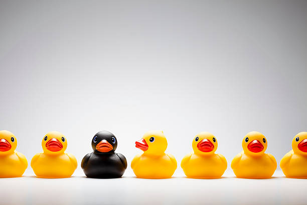 Black rubber duck in a row of yellow rubber ducks stock photo