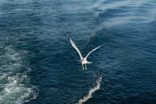 Seagull over Lake Ontario.