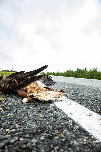 Bird of prey killed by a car on the highway