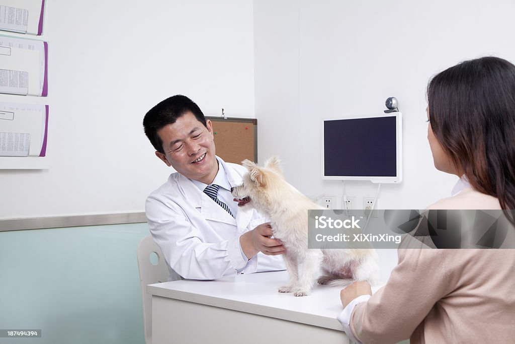 Woman with pet dog in veterinarian's office Pets Stock Photo