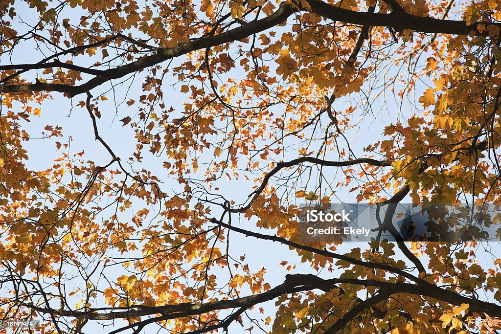 Árboles de hoja caduca en otoño. - Foto de stock de Abedul libre de derechos