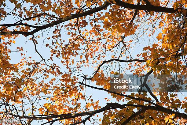 Árboles De Hoja Caduca En Otoño Foto de stock y más banco de imágenes de Abedul - Abedul, Aire libre, Ajardinado