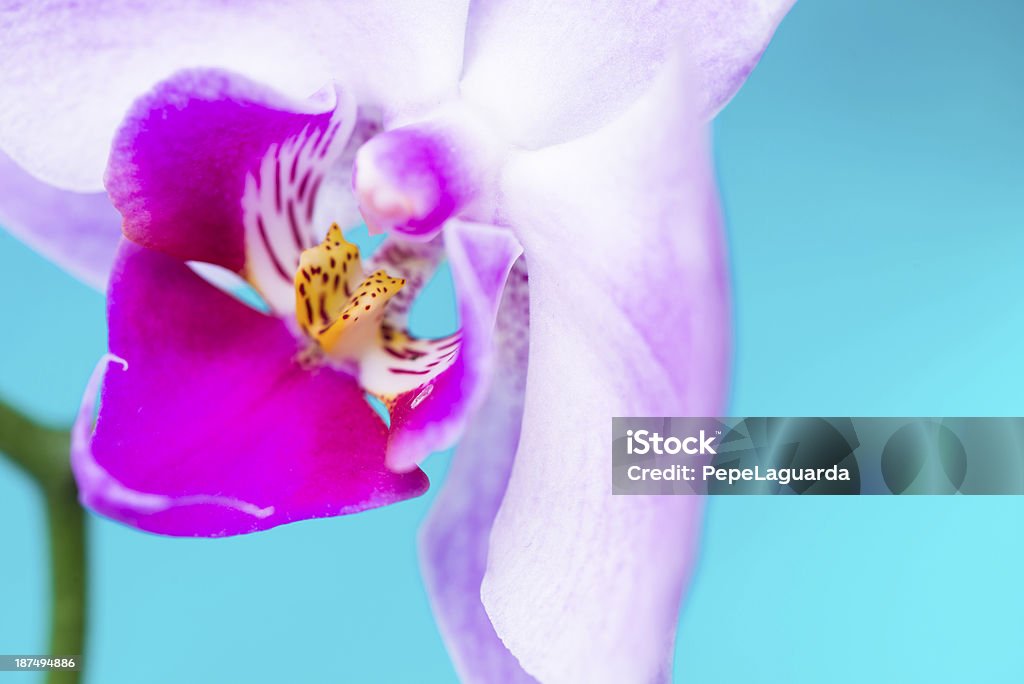 Zbliżenie z Orchidea kwiat w blue Turkusowe tło - Zbiór zdjęć royalty-free (Bez ludzi)
