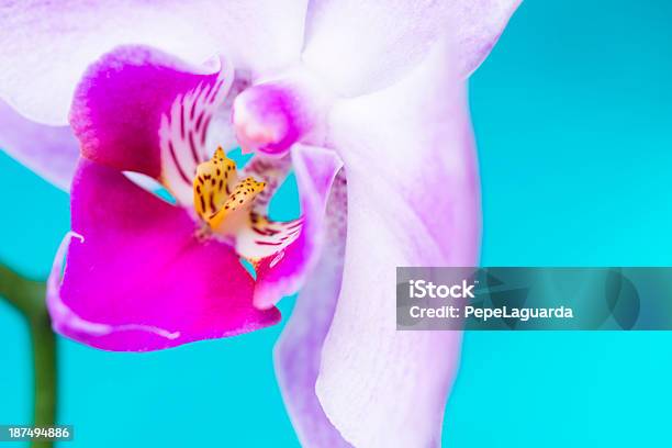 Zbliżenie Z Orchidea Kwiat W Blue Turkusowe Tło - zdjęcia stockowe i więcej obrazów Bez ludzi - Bez ludzi, Białe tło, Biały