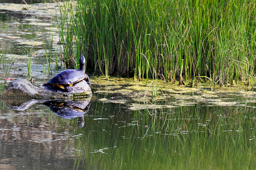 Rare Blanding's Turtles found in forest pond