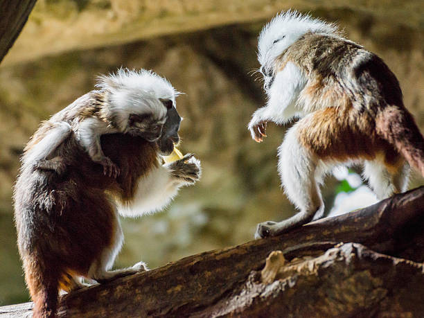 Two Cotton-top Tamarins, one carrying baby on her back. Native to Columbia in South America, these \