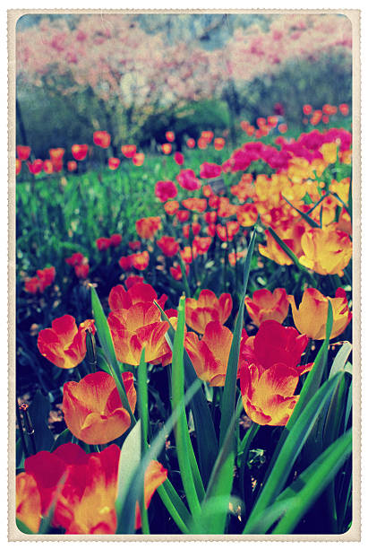 Retro-styled postcard of the Brooklyn Botanical Garden in springtime (photographed with Fuli Velvia) -- all artwork is my own...For hundreds of similar vintage postcards from around the world, click the banner below.