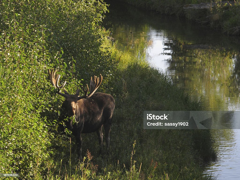 Moose бык Alces олень - Стоковые фото Без людей роялти-фри