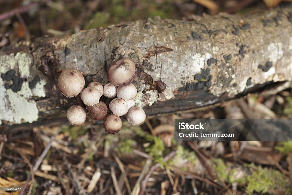 Hongos - Foto de stock de Aire libre libre de derechos