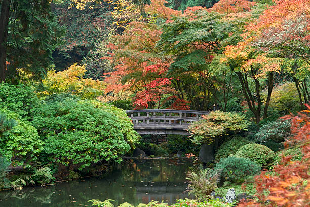 Autumn Colors with Footbridge across Pond Japanese Garden Portland Oregon A Fall day looking into colorful trees and a pond at the Portland Japanese Garden. The Strolling pond is in the picture. A footbridge is in the background. This is located in the Pacific Northwest in in Portland, Oregon. I am a Photographer level member of the Portland Japanese Garden as required by the Garden for Commercial use of photos. Some editing done. portland japanese garden stock pictures, royalty-free photos & images