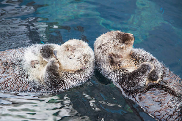 Couple of wild sea Otter resting in calm water stock photo