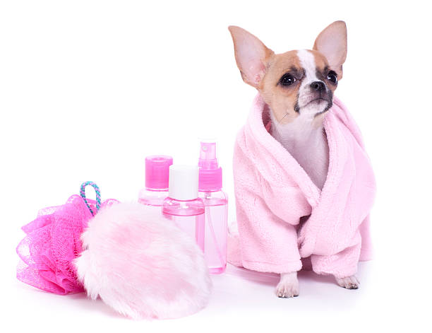 Chihuahua puppy day at the spa
