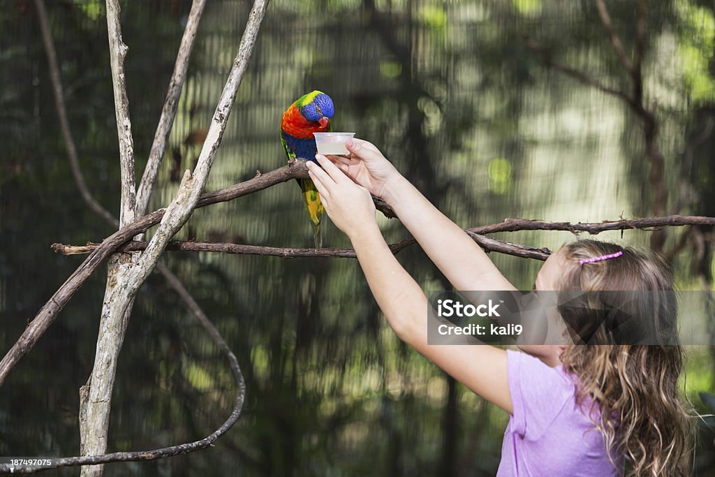 Petite fille à nourrir parrot - Photo de 6-7 ans libre de droits