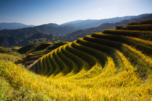 Rice paddy in Longsheng,Guilin,Guangxi,China