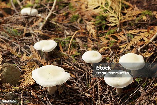 Photo libre de droit de Gros Plan Macro Shot De Plongée De Champignons Blanc banque d'images et plus d'images libres de droit de Automne