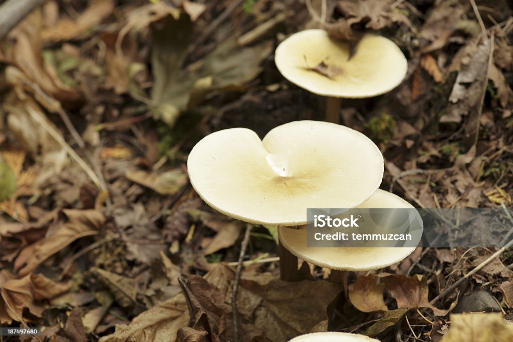 Cogumelos selvagens crescendo em Canadian do chão da floresta - Foto de stock de Apodrecer royalty-free