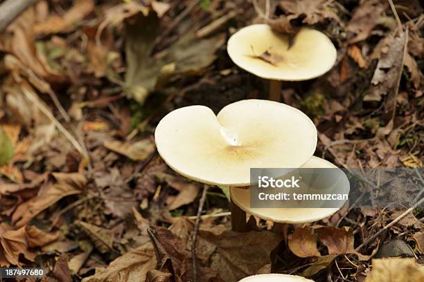 Foto de Cogumelos Selvagens Crescendo Em Canadian Do Chão Da Floresta e mais fotos de stock de Apodrecer