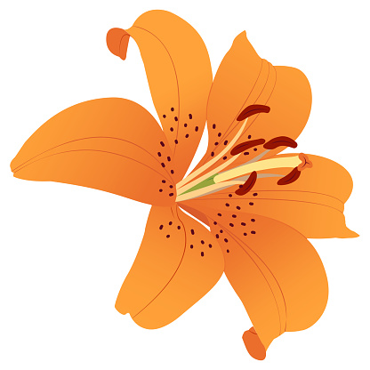 Orange lily flower. Canada Lilies. Summer flowers. Transparent background. Vector illustration. EPS 10.