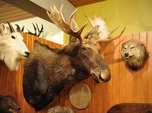 무스 헤드 - moose cabin taxidermy hunting 뉴스 사진 이미지