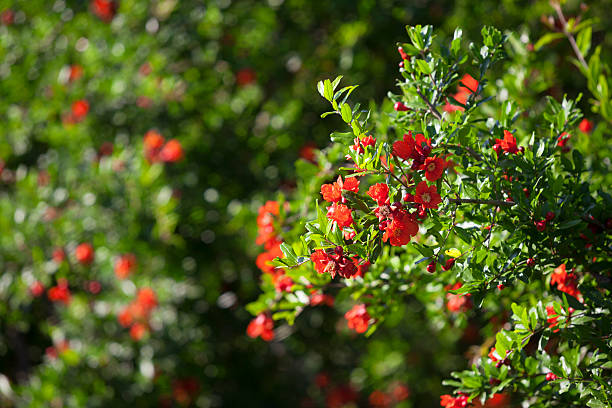 고품질 사진을 blossoming pomegranates - pomegranate pomegranite tree tree leaf 뉴스 사진 이미지