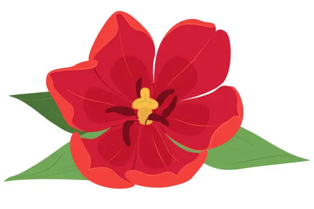 Vector illustration of Red Tulip. Vector tulip flower isolated on Transparent background.