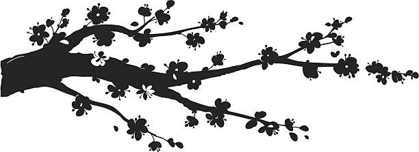 sakura-silhouette - japanische blütenkirsche stock-grafiken, -clipart, -cartoons und -symbole