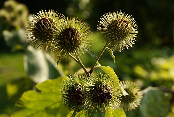 burdock with prickly,thorny sprouts stock photo