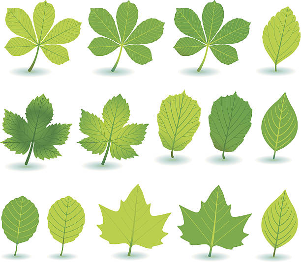 ilustraciones, imágenes clip art, dibujos animados e iconos de stock de verde planta-/y treeleafs. - baumblätter