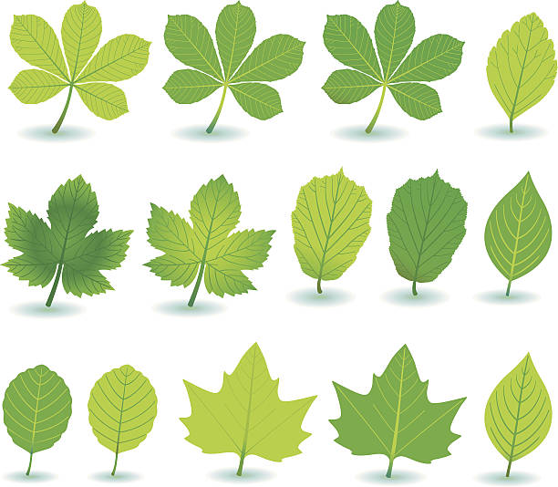 illustrazioni stock, clip art, cartoni animati e icone di tendenza di verde plant-/e treeleafs. - baumblätter