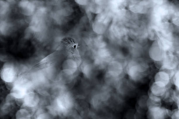 Cute bird.