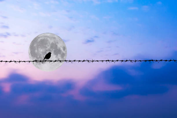 A small bird perched on barbed wire
