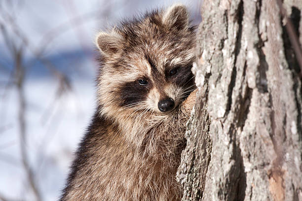 raccoon against tree in winter with snow in the background