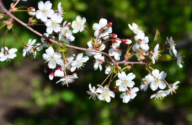 istock blossoming cherry tree in the garden isolated branch 1875048181