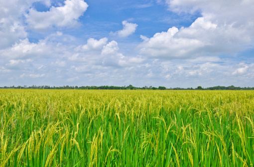 paddy rice growth,Thailand