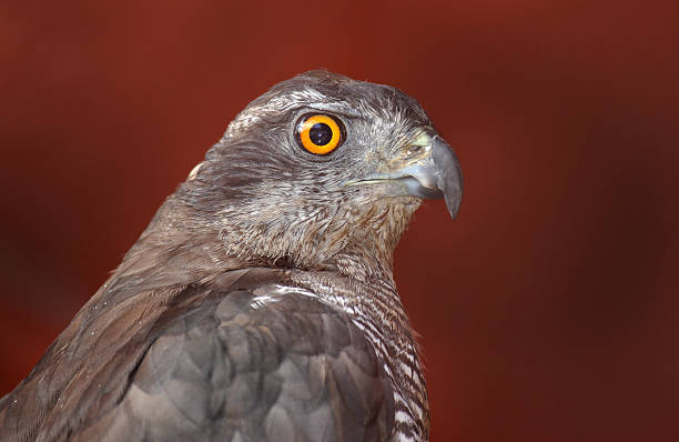 istock Accipiter gentilis, Goshawk 187505971